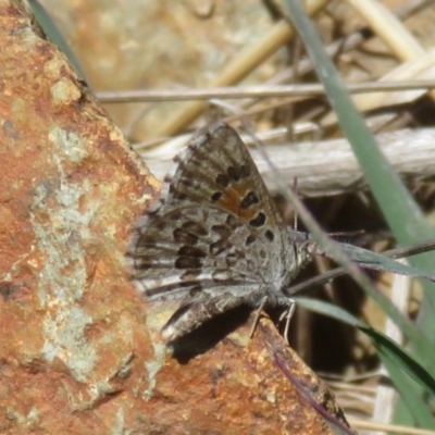 Lucia limbaria (Chequered Copper) at Amaroo, ACT - 1 Oct 2018 by RobParnell