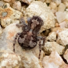 Euophryinae sp. (Rockhopper) undescribed at Uriarra Village, ACT - 3 Oct 2018 08:38 AM