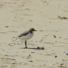 Anarhynchus ruficapillus (Red-capped Plover) at Tanja, NSW - 2 Oct 2018 by SueMuffler