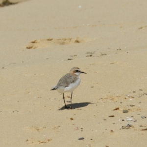 Anarhynchus ruficapillus at Mimosa Rocks National Park - 2 Oct 2018 12:02 PM