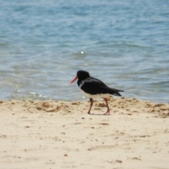 Haematopus longirostris (Australian Pied Oystercatcher) at Mimosa Rocks National Park - 2 Oct 2018 by SueMuffler