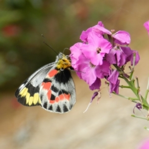 Delias harpalyce at South Wolumla, NSW - 16 Sep 2012 01:45 PM