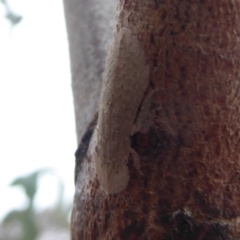 Ledromorpha planirostris (A leafhopper) at Mount Mugga Mugga - 2 Oct 2018 by Christine