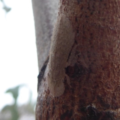 Ledromorpha planirostris (A leafhopper) at Symonston, ACT - 3 Oct 2018 by Christine