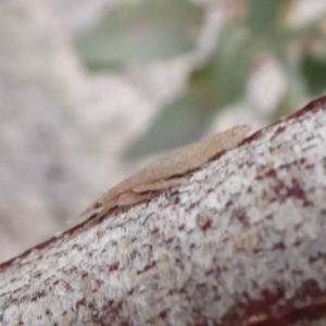 Ledromorpha planirostris at Symonston, ACT - 3 Oct 2018