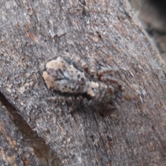 Servaea incana (Hoary Servaea) at Symonston, ACT - 3 Oct 2018 by Christine