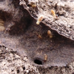 Nasutitermes exitiosus (Snouted termite, Gluegun termite) at Mount Mugga Mugga - 3 Oct 2018 by Christine