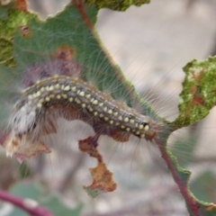 Uraba lugens (Gumleaf Skeletonizer) at Mount Mugga Mugga - 3 Oct 2018 by Christine