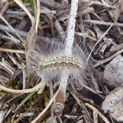 Uraba lugens (Gumleaf Skeletonizer) at Mount Mugga Mugga - 3 Oct 2018 by Christine