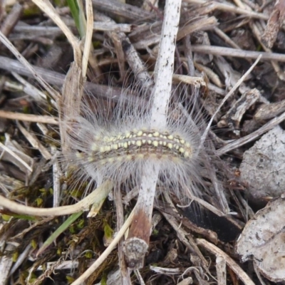 Uraba lugens (Gumleaf Skeletonizer) at Symonston, ACT - 3 Oct 2018 by Christine