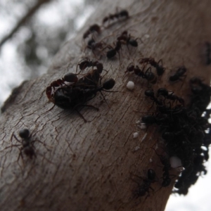 Papyrius nitidus at Symonston, ACT - suppressed