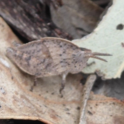 Goniaea australasiae (Gumleaf grasshopper) at Mount Mugga Mugga - 3 Oct 2018 by Christine