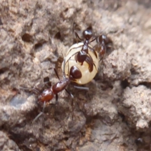 Papyrius nitidus at Symonston, ACT - suppressed