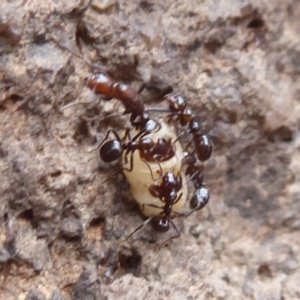 Papyrius nitidus at Symonston, ACT - suppressed