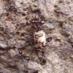 Papyrius nitidus at Symonston, ACT - suppressed