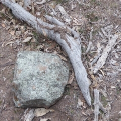 Papyrius nitidus at Symonston, ACT - suppressed