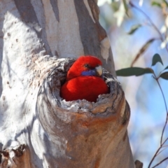 Platycercus elegans (Crimson Rosella) at Mount Ainslie - 1 Oct 2018 by TimL