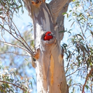 Platycercus elegans at Hackett, ACT - 1 Oct 2018 01:52 PM