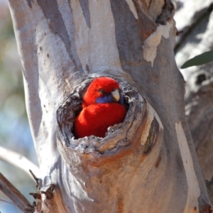 Platycercus elegans at Hackett, ACT - 1 Oct 2018