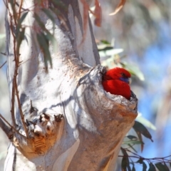 Platycercus elegans at Hackett, ACT - 1 Oct 2018