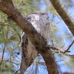 Podargus strigoides (Tawny Frogmouth) at Hackett, ACT - 1 Oct 2018 by TimL