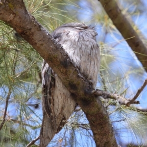 Podargus strigoides at Hackett, ACT - 1 Oct 2018