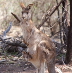 Macropus giganteus (Eastern Grey Kangaroo) at Hackett, ACT - 1 Oct 2018 by TimL