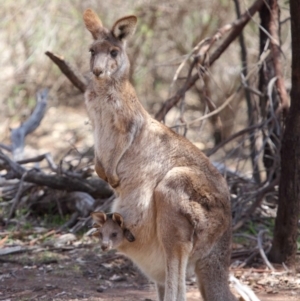 Macropus giganteus at Hackett, ACT - 1 Oct 2018 12:24 PM