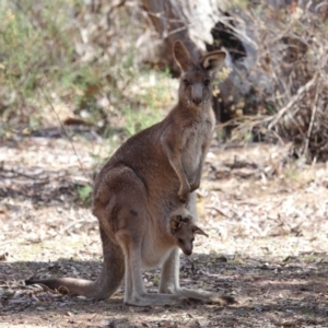 Macropus giganteus at Hackett, ACT - 1 Oct 2018 12:24 PM