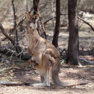 Macropus giganteus at Hackett, ACT - 1 Oct 2018