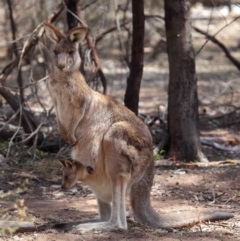 Macropus giganteus at Hackett, ACT - 1 Oct 2018