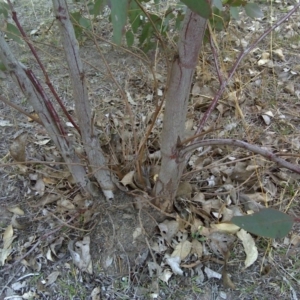 Papyrius nitidus at Symonston, ACT - suppressed