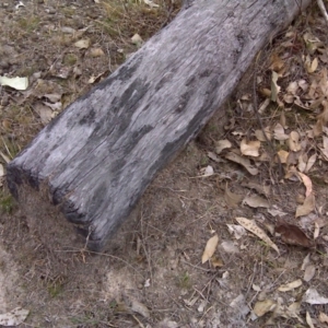 Papyrius nitidus at Symonston, ACT - suppressed