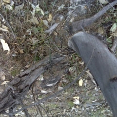 Papyrius nitidus at Symonston, ACT - suppressed