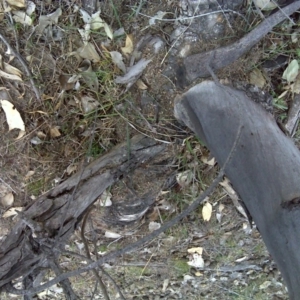 Papyrius nitidus at Symonston, ACT - 3 Oct 2018