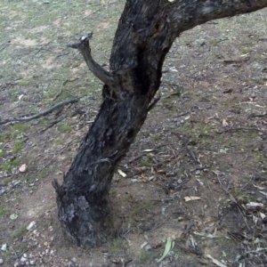 Papyrius nitidus at Symonston, ACT - suppressed