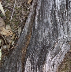 Papyrius nitidus (Shining Coconut Ant) at Symonston, ACT - 3 Oct 2018 by Mike