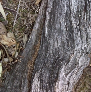 Papyrius nitidus at Symonston, ACT - 3 Oct 2018