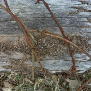 Papyrius nitidus at Symonston, ACT - suppressed