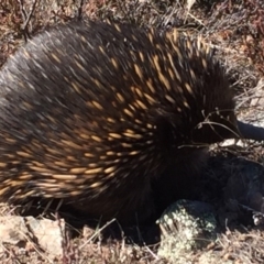 Tachyglossus aculeatus (Short-beaked Echidna) at Theodore, ACT - 25 Jul 2018 by RohanT