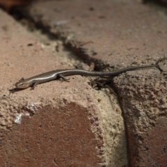 Lampropholis delicata (Delicate Skink) at Kambah, ACT - 1 Oct 2018 by MatthewFrawley