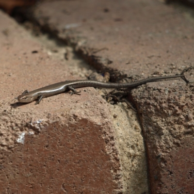 Lampropholis delicata (Delicate Skink) at Kambah, ACT - 1 Oct 2018 by MatthewFrawley