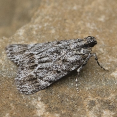 Spectrotrota fimbrialis (A Pyralid moth) at Illilanga & Baroona - 15 Jan 2018 by Illilanga