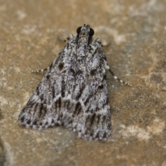 Spectrotrota fimbrialis at Michelago, NSW - 15 Jan 2018