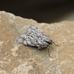 Spectrotrota fimbrialis at Michelago, NSW - 15 Jan 2018