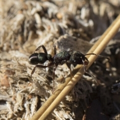 Rhytidoponera metallica (Greenhead ant) at Michelago, NSW - 21 Jun 2018 by Illilanga