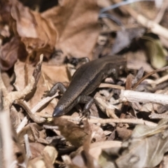 Lampropholis delicata at Michelago, NSW - 2 Sep 2018