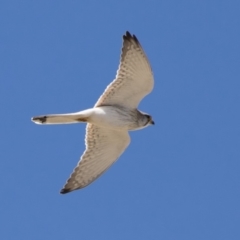 Falco cenchroides (Nankeen Kestrel) at Michelago, NSW - 30 Sep 2018 by Illilanga