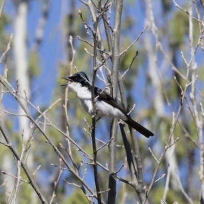 Myiagra inquieta (Restless Flycatcher) at Michelago, NSW - 29 Sep 2018 by Illilanga