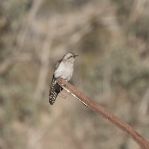 Cacomantis pallidus at Michelago, NSW - 20 Sep 2018 04:47 PM